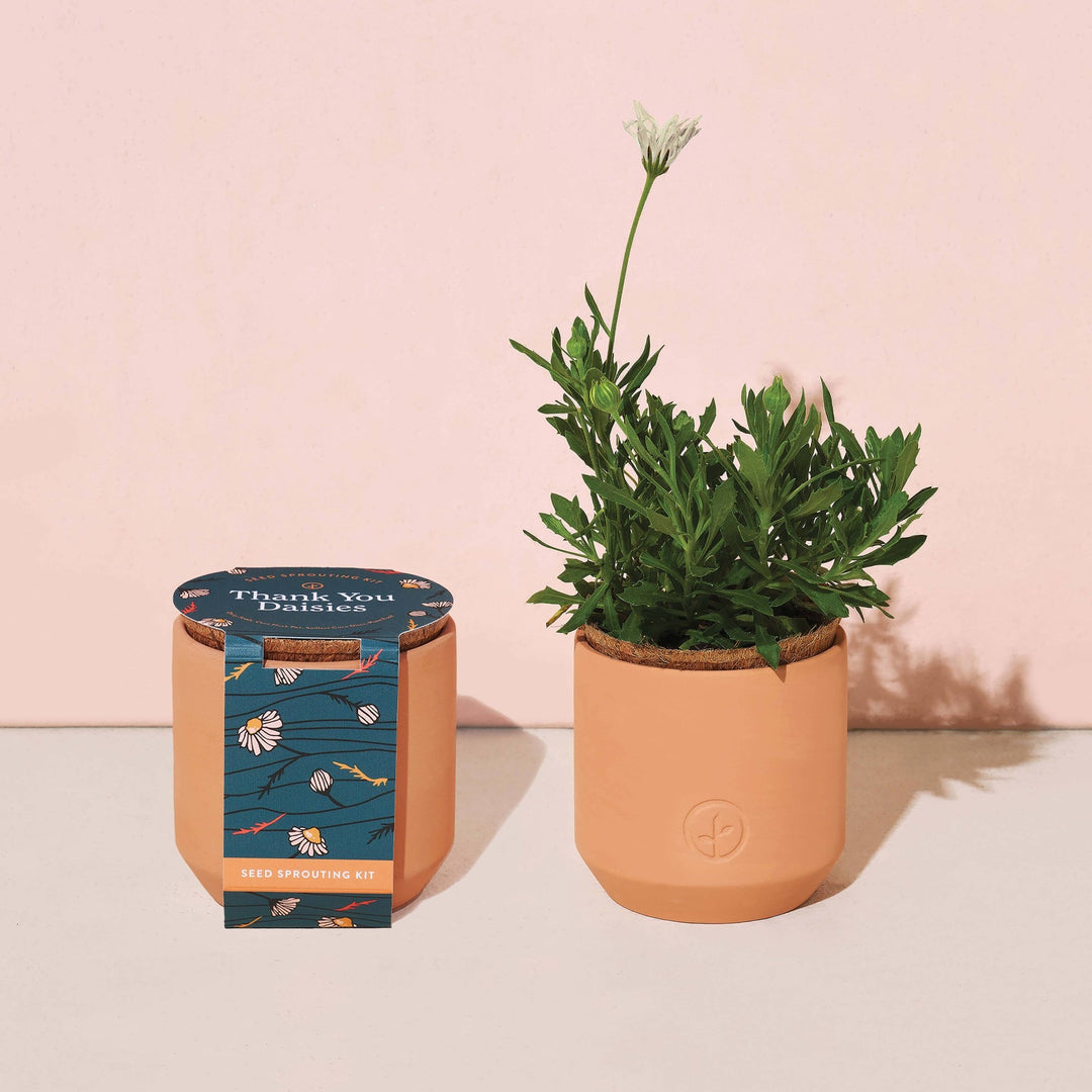Daisy Grow Kit - Birdytell