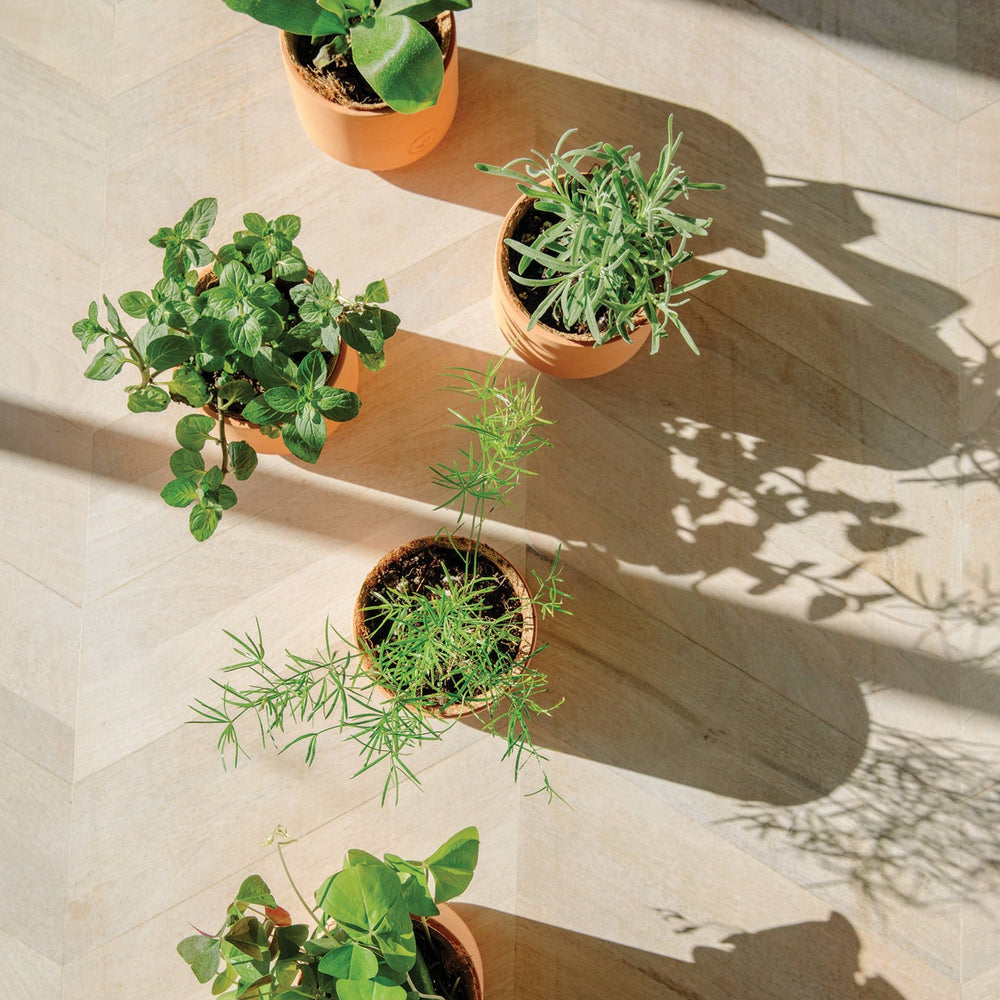 Daisy Grow Kit - Birdytell